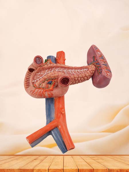 Pancreas, Spleen and Duodenum Model for Anatomy