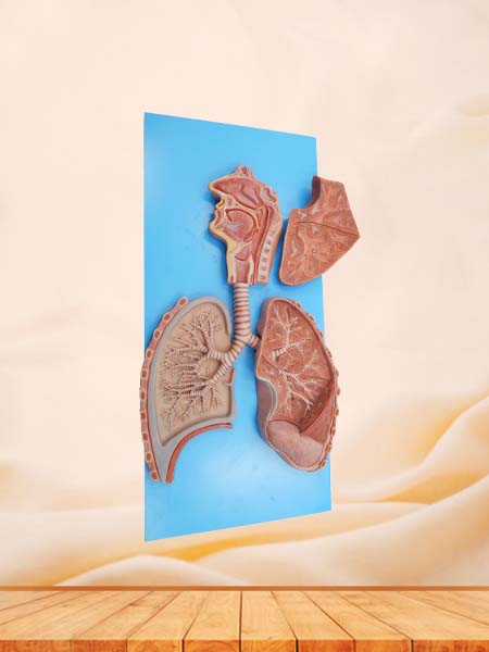 Respiratory System Anatomy Model