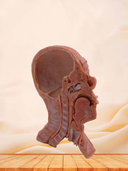 Head and Neck Anatomy Model