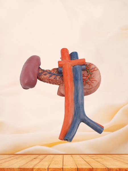 Pancreas, Spleen and Duodenum Model for Anatomy