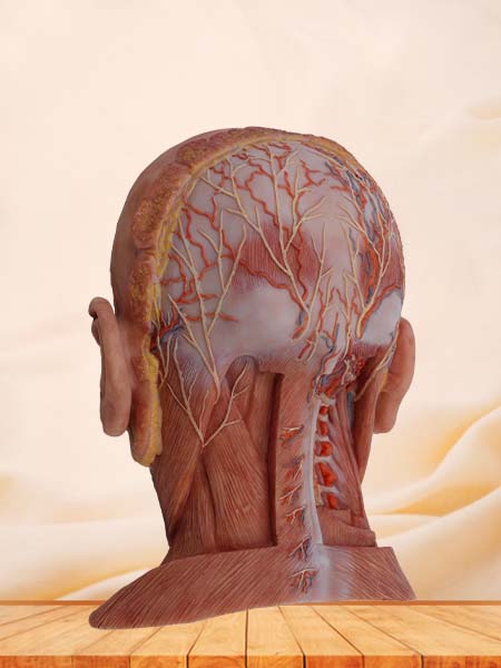 Suboccipital Triangle Model of Anatomy