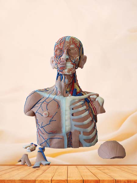 Head, Neck and Chest Anatomy Model