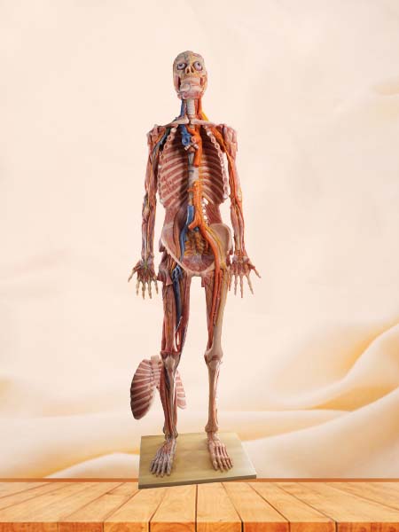 High Simulation Human Body Model