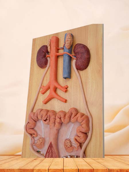 Sow Urinary System Model