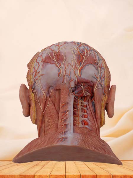 Suboccipital Triangle Model of Anatomy