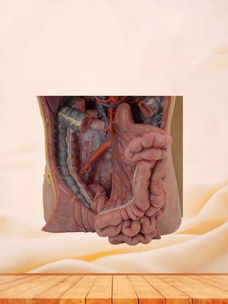 Soft Simulated Superior Mesenteric Artery Model