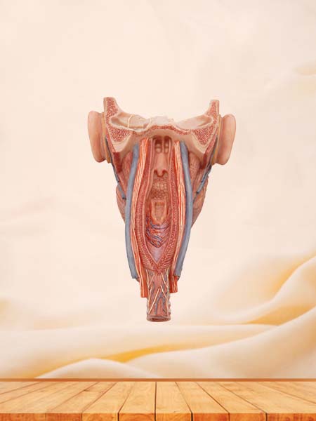 Coronal Section of Face and Pharynx Model