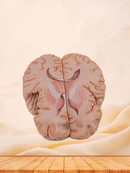 Horizontal Section of Brain Anatomy Model