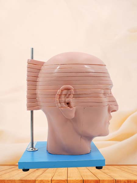 Horizontal Slices of Anatomical Head Model