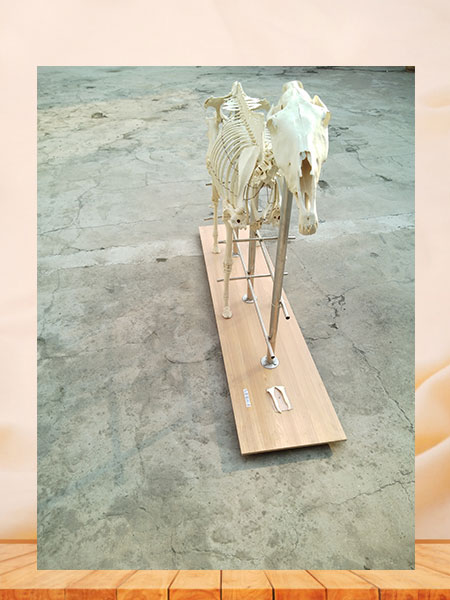 Horse Animal Skeleton For Sale