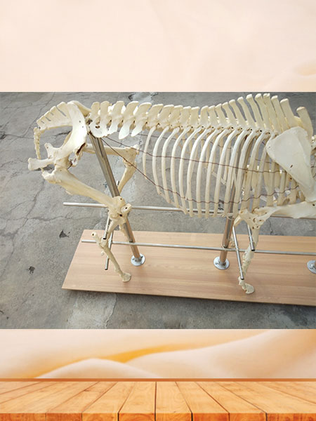 Horse Animal Skeleton For Sale