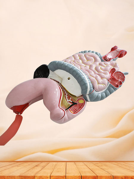 Digestive System Soft Silicone Anatomy Model