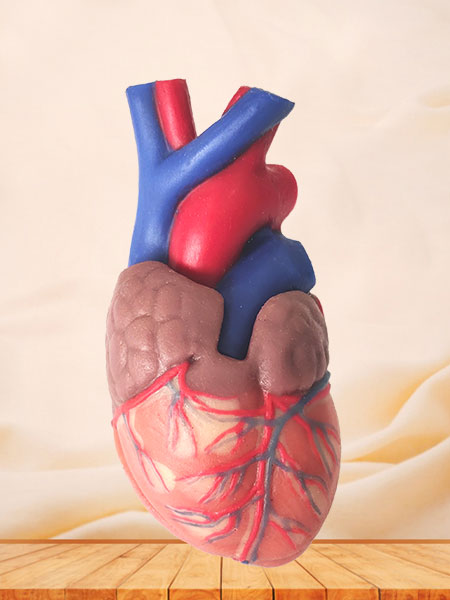 Human Soft Silicone Normal Heart Anatomy Model