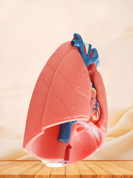 Human Respiratory System Soft Silicone Anatomy Model