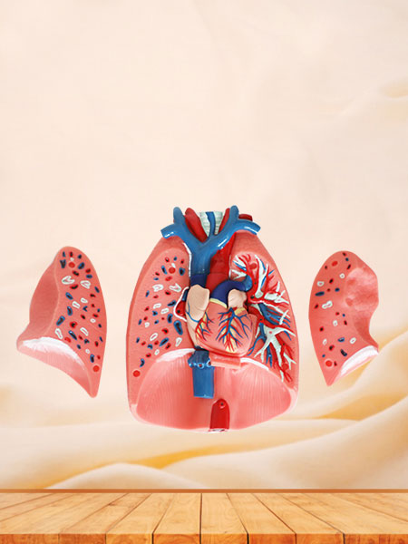 Human Respiratory System Soft Silicone Anatomy Model