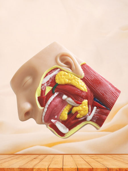 Salivary Glands Soft Silicone Anatomy Model