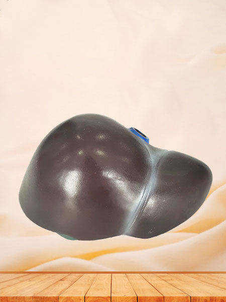 Human Soft Silicone Liver Anatomy Model