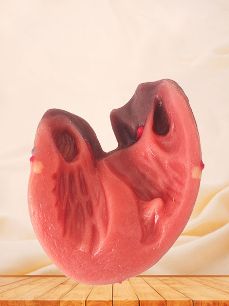 Human Soft Silicone Normal Heart Anatomy Model