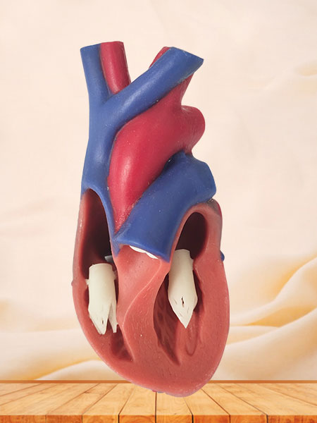 Human Soft Silicone Normal Heart Anatomy Model