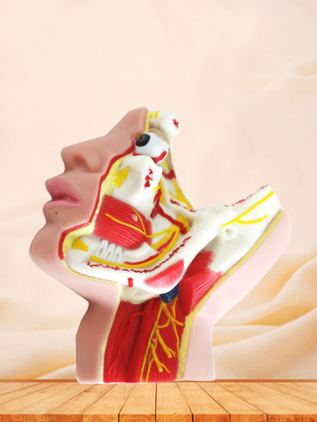 Trigeminal Nerve Soft Silicone Anatomy Model