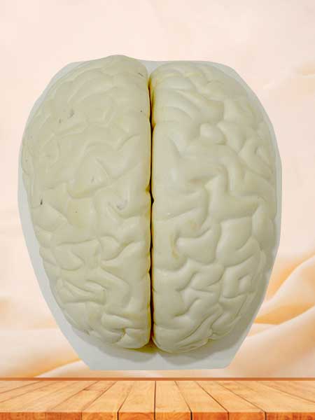 Human brain anatomy model