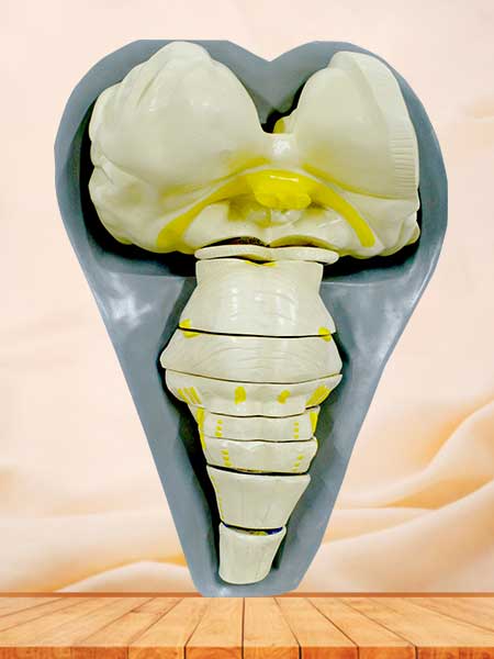 Human brain stem slice section model