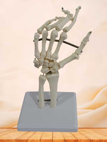 Human hand bone model