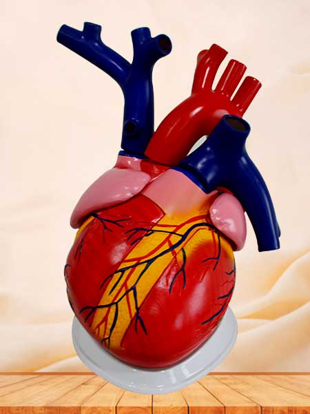 Human heart anatomy model