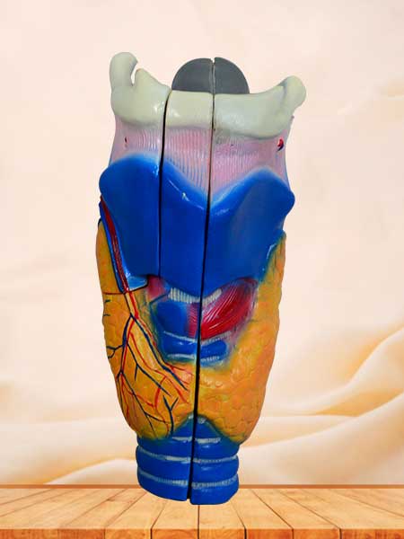 Human larynx model