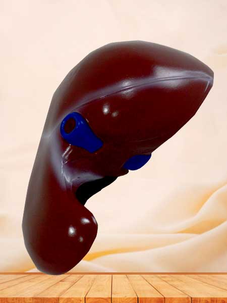 Human liver model