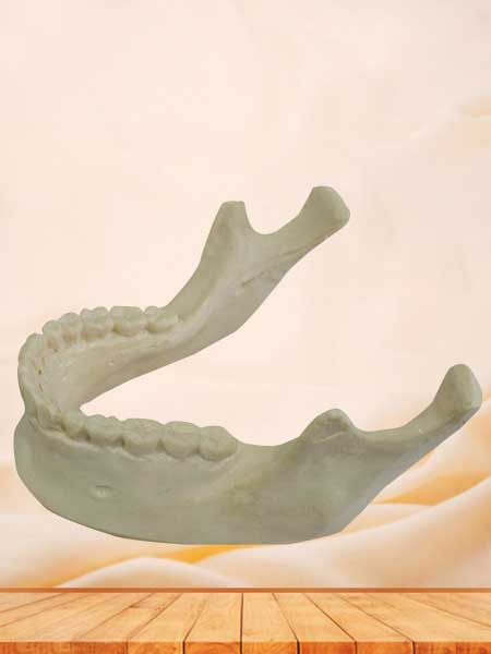 Human mandible bone model