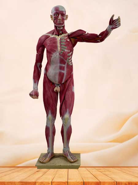 Human muscle anatomy model