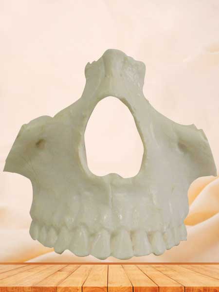 Human nasal bone model