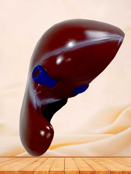 Human liver model