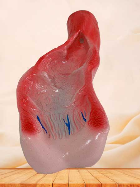 Human rectum cavity model