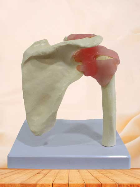 Human shoulder joint model