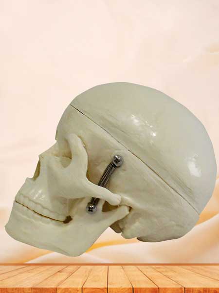 Human skull model for students