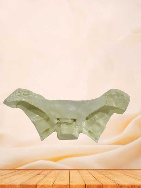 Human sphenoid bone model