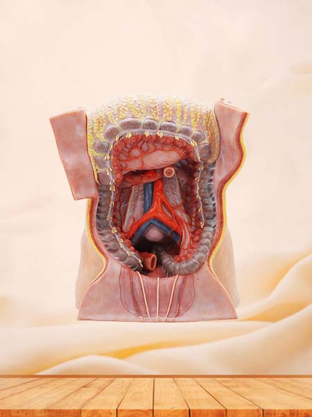 Inferior Mesenteric Artery Simulation Anatomy Model