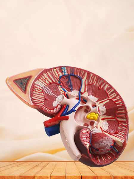 Kidney With Adrenal Gland Soft Silicone Anatomy Model