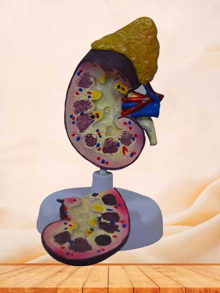 Kidney glomerulus nephron model