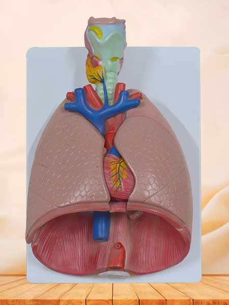 Larynx heart and lung model