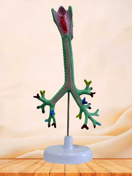 Larynx trachea bronchi  and bronchopulrnonary model