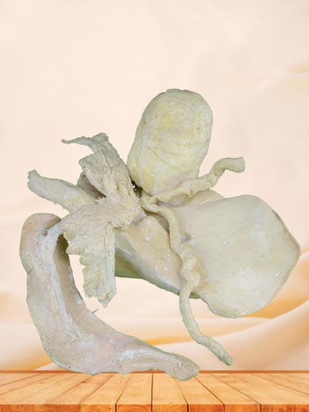 Liver biliary pancreas spleen duodenum of cattle plastinated specimen