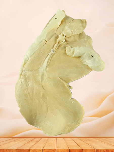 Liver of sheep plastinated specimen for sale