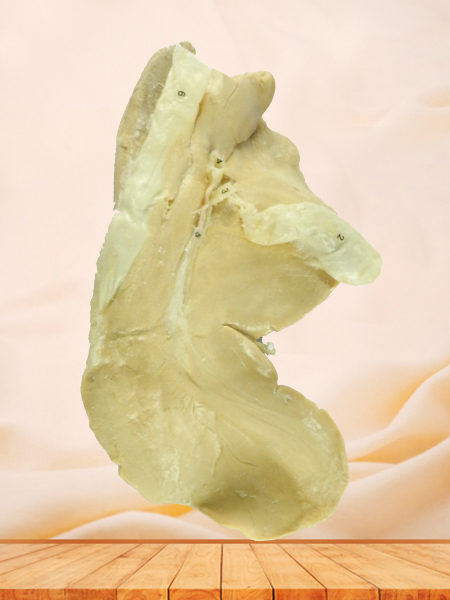 Liver of sheep plastinated specimen for sale