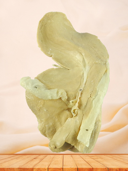 Liver of sheep plastinated specimen for sale