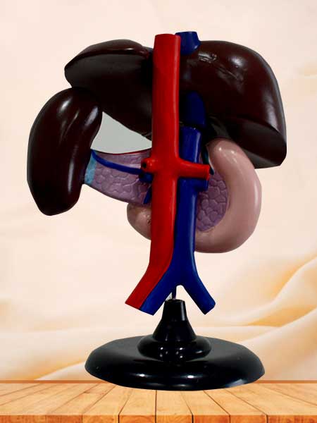 Liver pancreas and duodenum anatomical model