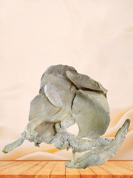 Liver pancreas duodenum spleen of pig plastinated specimen