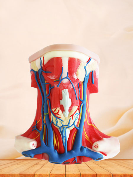 Local Anatomy of Anterior Neck Soft Silicone Model